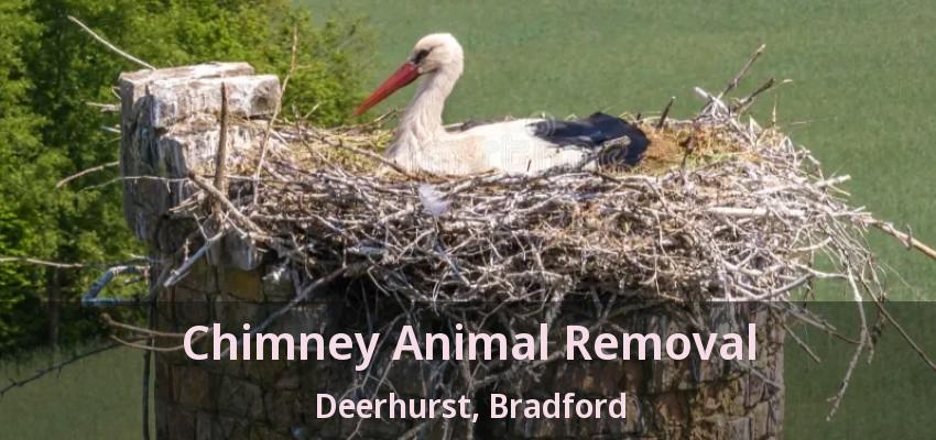 Chimney Animal Removal Deerhurst, Bradford - ON