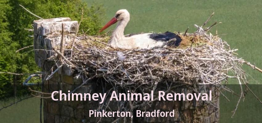 Chimney Animal Removal Pinkerton, Bradford - ON