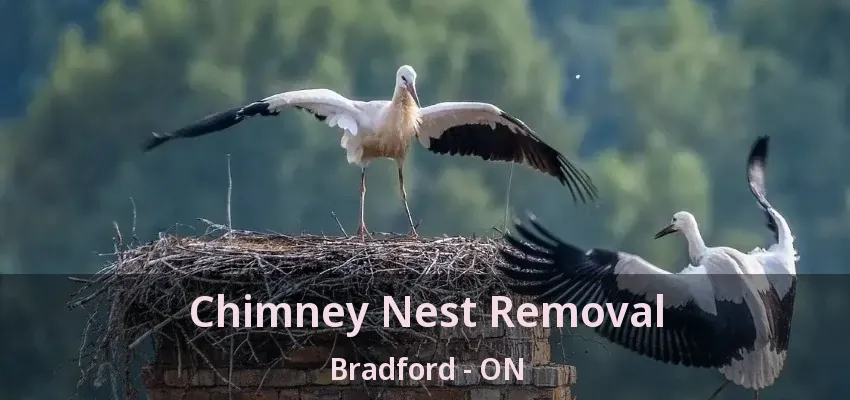 Chimney Nest Removal Bradford - ON
